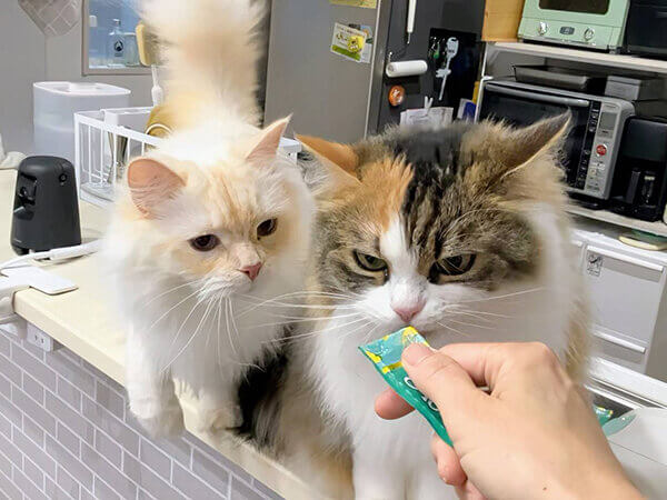 猫ペットシッター
