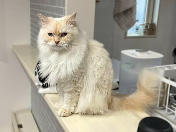 猫ペットシッター
