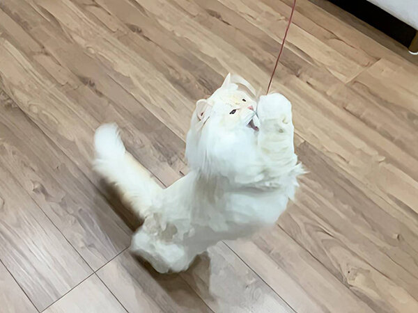 猫ペットシッター