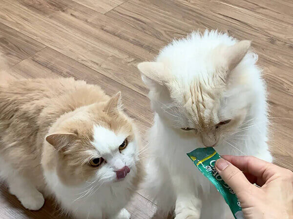 猫ペットシッター