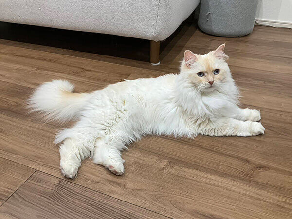 猫ペットシッター