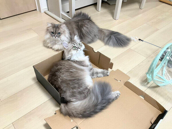ミヌエット猫ペットシッター