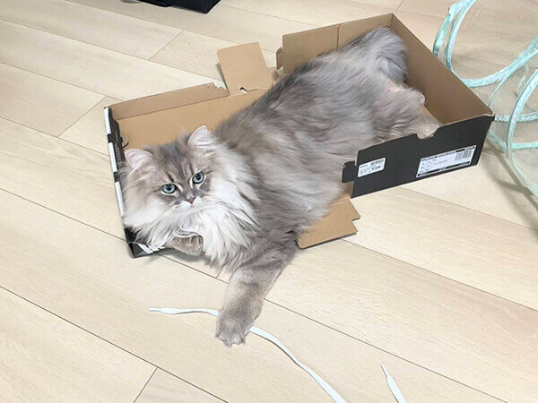 ミヌエット猫ペットシッター
