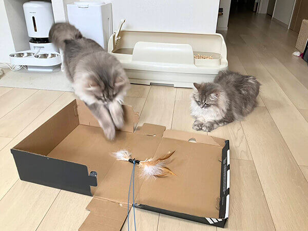 ミヌエット猫ペットシッター