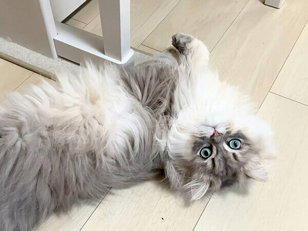 ミヌエット猫ペットシッター