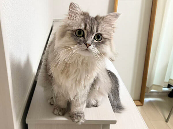 ミヌエット猫ペットシッター