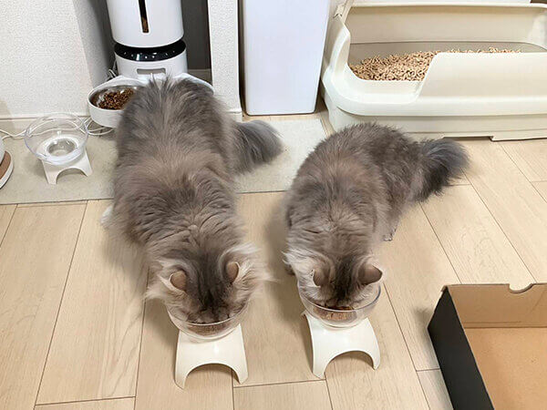 ミヌエット猫ペットシッター