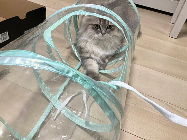ミヌエット猫ペットシッター