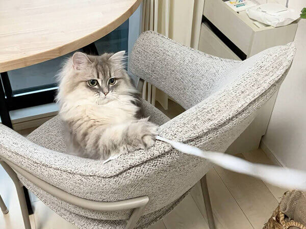 ミヌエット猫ペットシッター