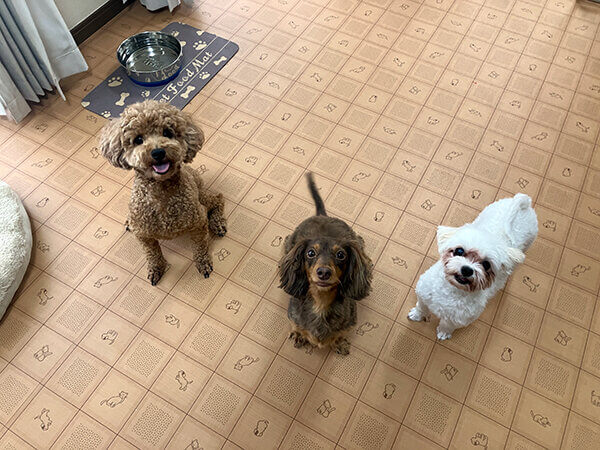 トイプードル小型犬ペットホテル
