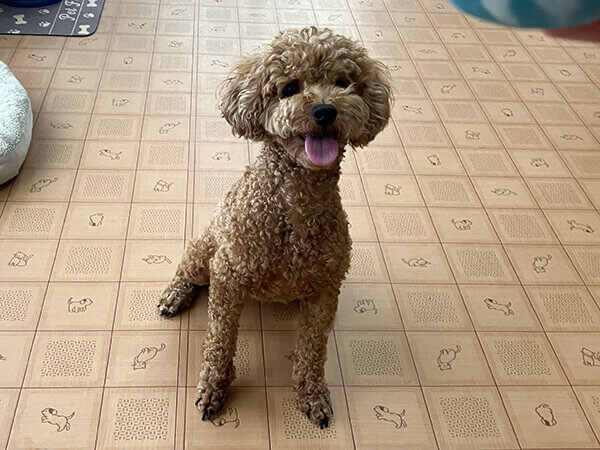 トイプードル小型犬ペットホテル