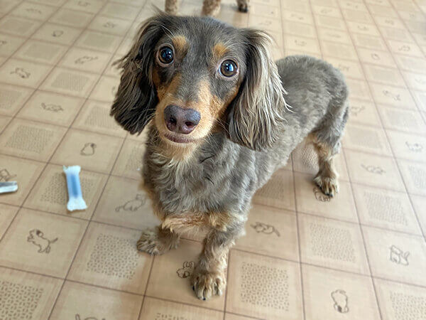 小型犬ミニチュアダックスフンドペットホテル