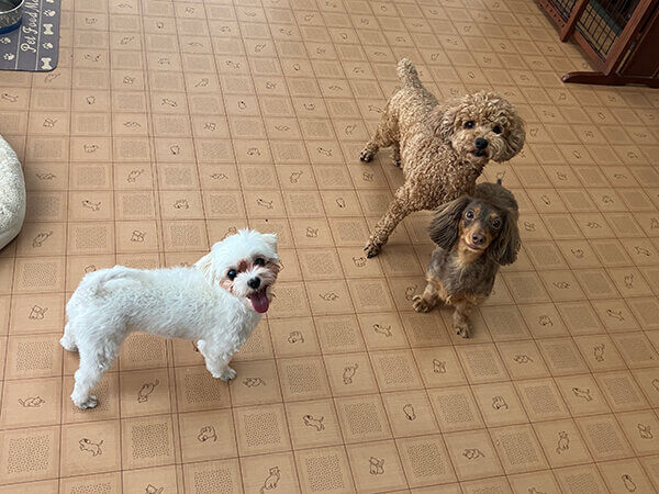 小型犬ミニチュアダックスフンドペットホテル