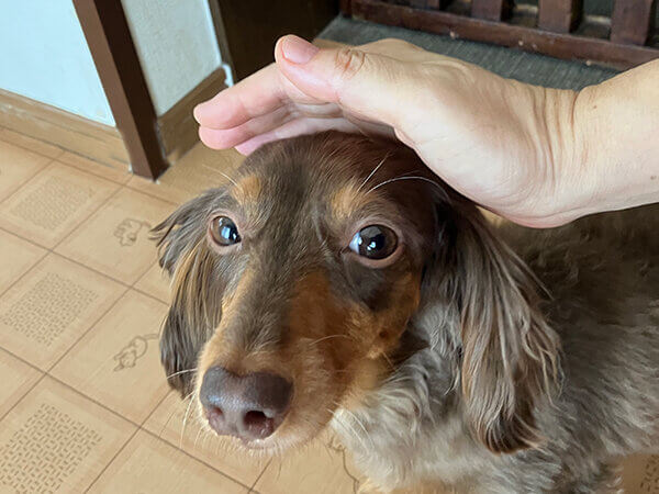 小型犬ミニチュアダックスフンドペットホテル