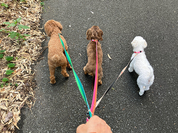 小型犬ミニチュアダックスフンドペットホテル