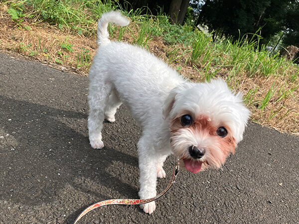 マルチーズ小型犬ペットシッター