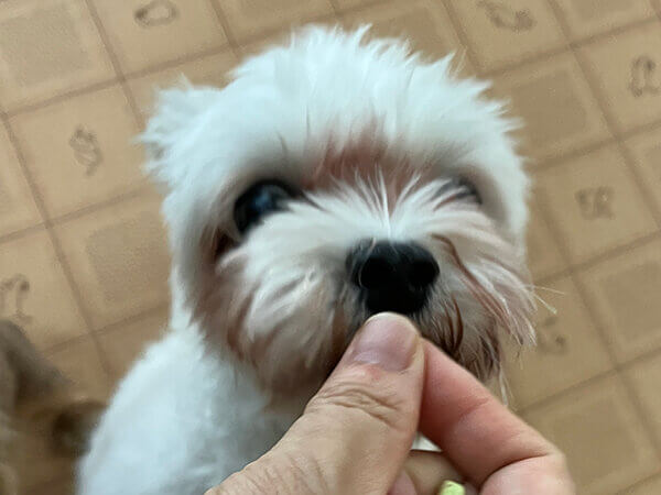 マルチーズ小型犬ペットシッター