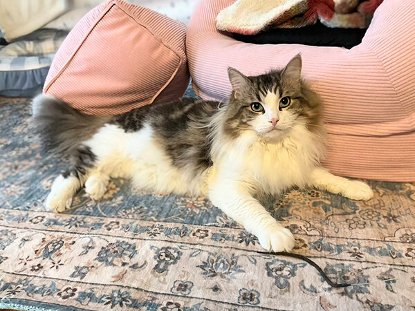 ノルウェージャンフォレストキャット、ペットシッター