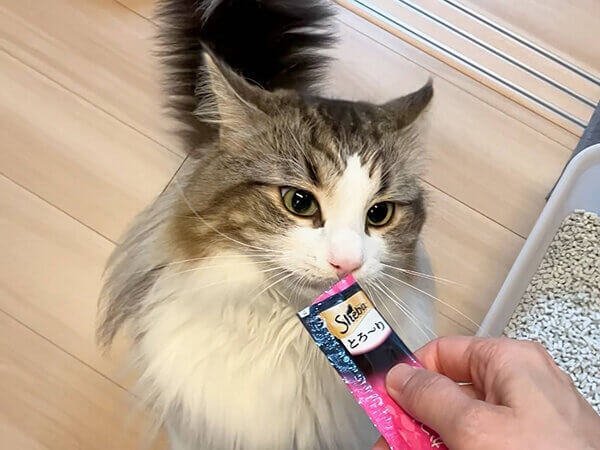ノルウェージャンフォレストキャット、ペットシッター