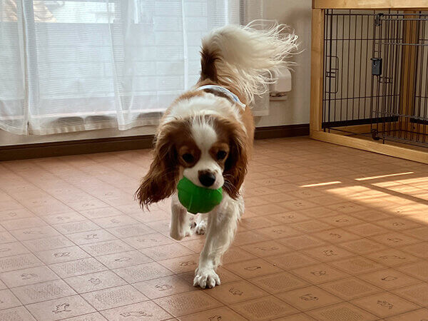 キャバリア小型犬ペットホテル