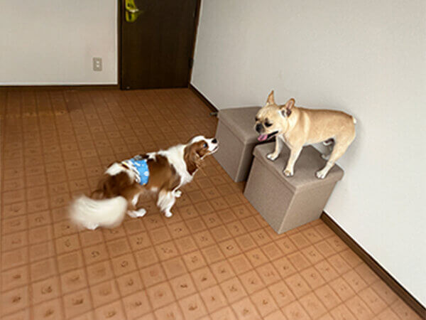 キャバリア小型犬ペットホテル