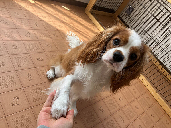 キャバリア小型犬ペットホテル