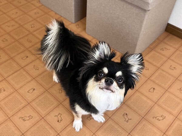 チワワ×マルチーズ小型犬ペットホテル