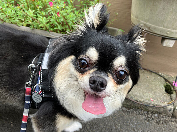 チワワ×マルチーズ小型犬ペットホテル