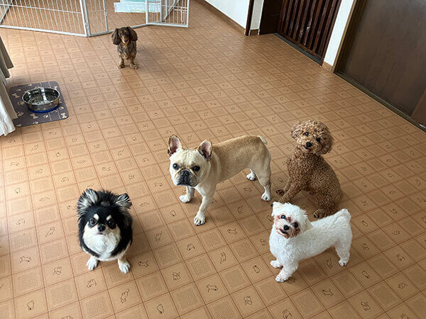 チワワ×マルチーズ小型犬ペットホテル