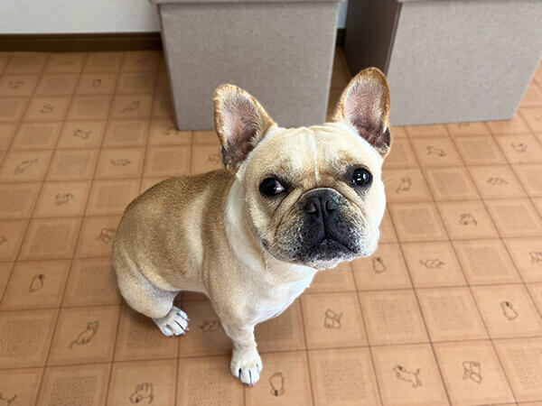 小型犬フレンチブルドッグペットホテル