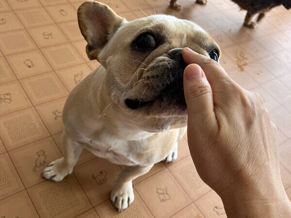 小型犬フレンチブルドッグペットホテル