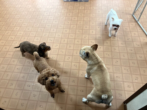 小型犬フレンチブルドッグペットホテル