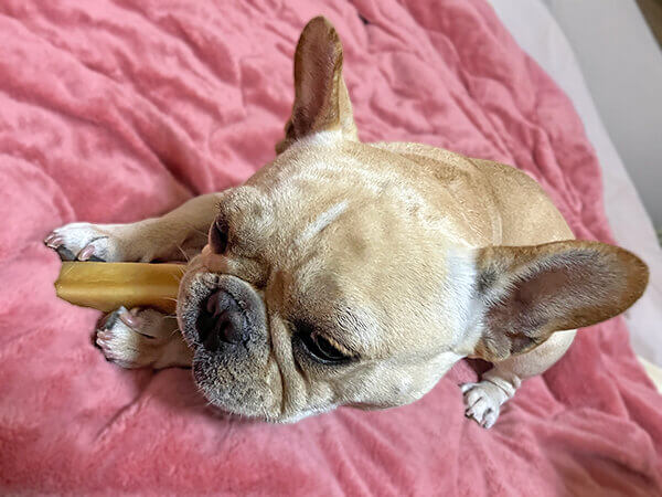 小型犬フレンチブルドッグペットホテル