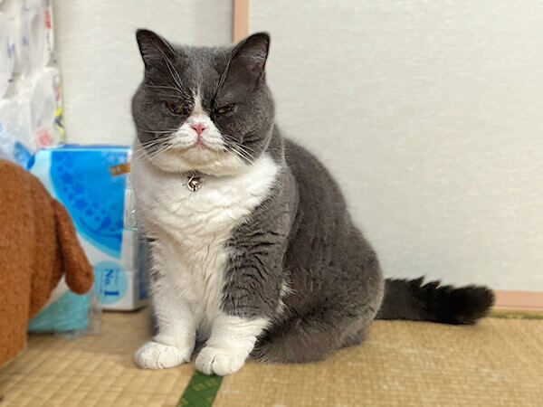 猫ペットシッター