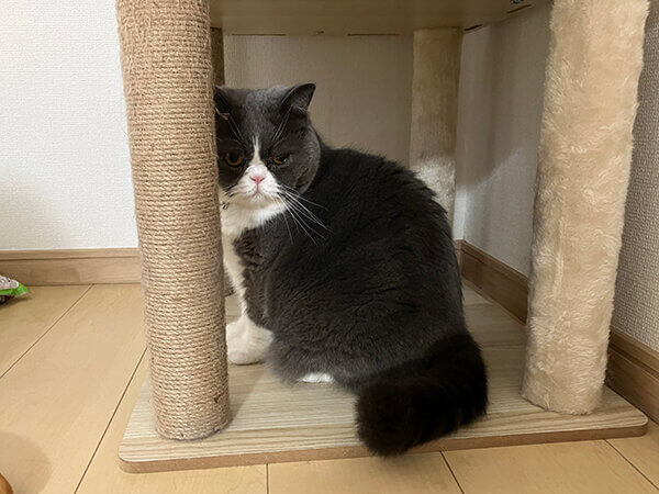 猫ペットシッター