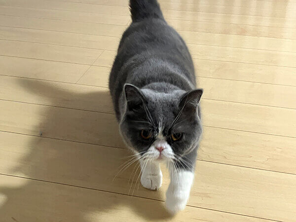 猫ペットシッター
