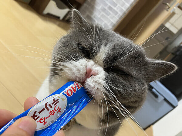 猫ペットシッター