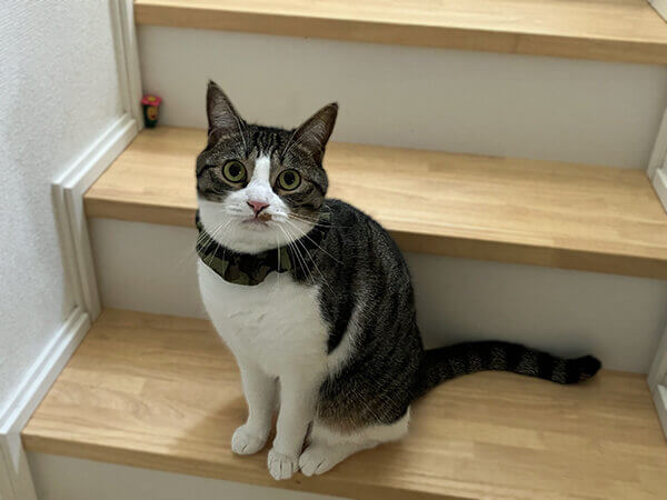 猫ペットシッター