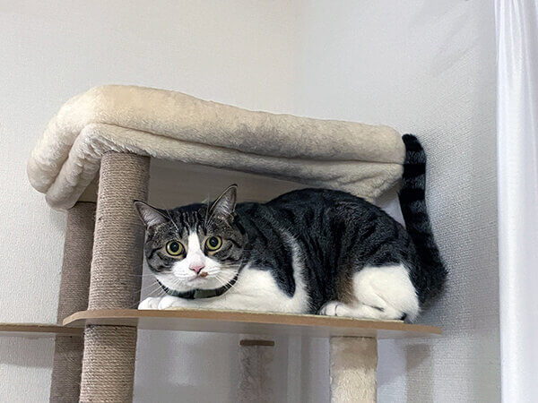 猫ペットシッター