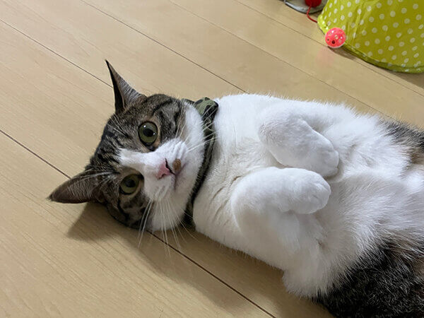 猫ペットシッター