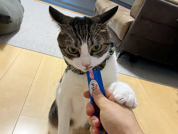 猫ペットシッター