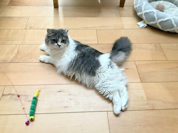 猫、マンチカンペットシッター