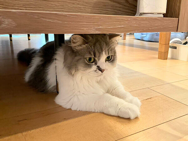 猫、マンチカンペットシッター