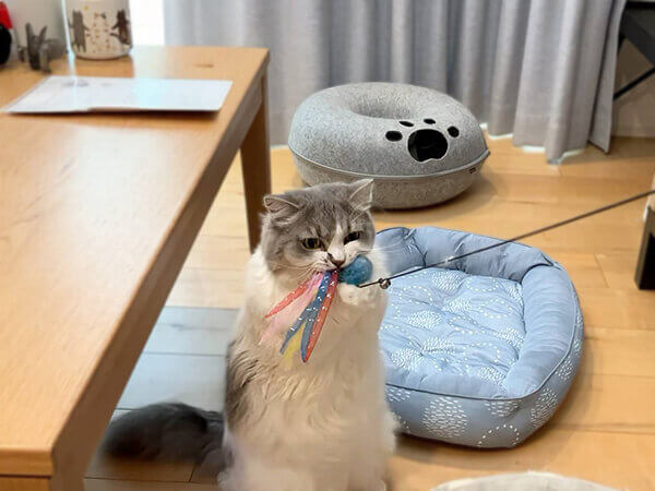 猫、マンチカンペットシッター