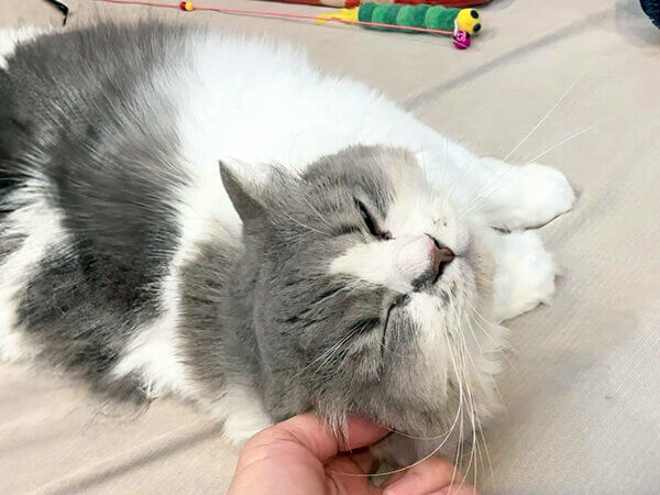猫、マンチカンペットシッター