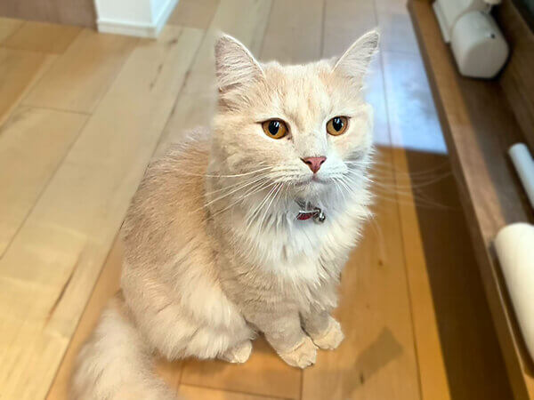 サイベリアン猫ペットシッター