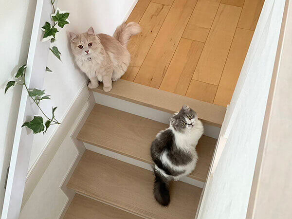 サイベリアン猫ペットシッター