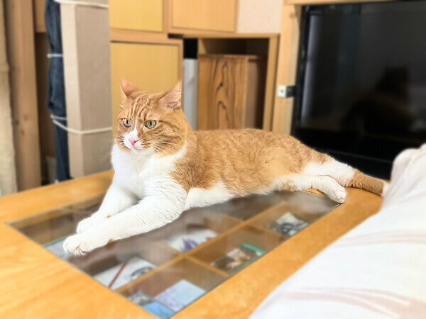 猫ペットシッター