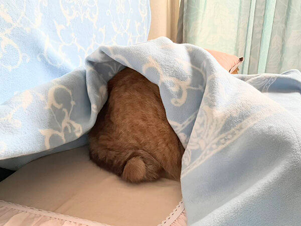 猫ペットシッター