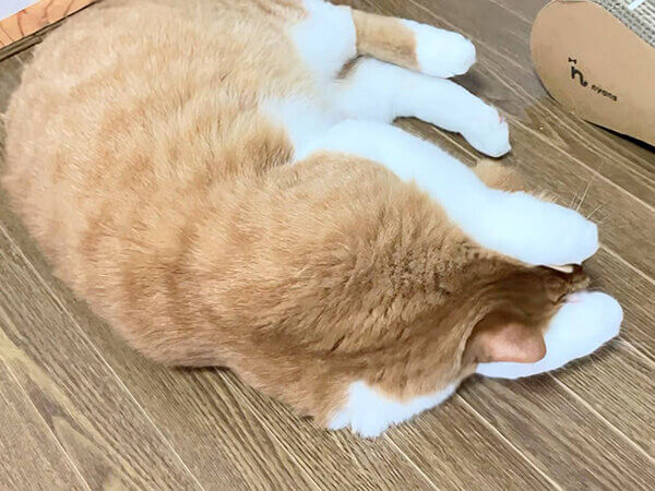 猫ペットシッター